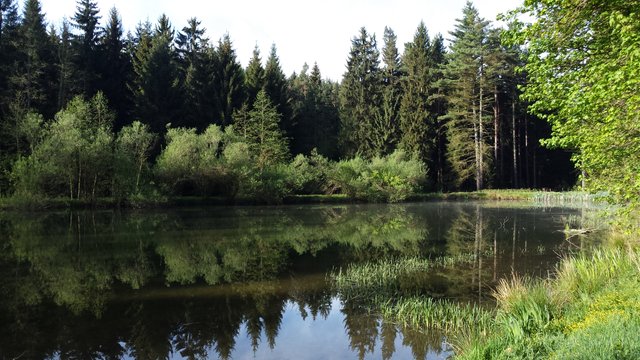 An idyllic lake in the forest